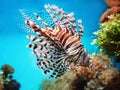 Venomous coral reef fish Red lionfish Pterois volitans Royalty Free Stock Photo