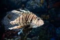 Red lionfish Pterois volitans swimming underwater Royalty Free Stock Photo