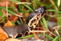 Venomous Cottonmouth Snake Royalty Free Stock Photo