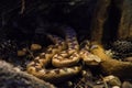 Venomous desert Horned Viper snake in the dark