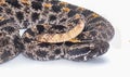 Venomous Dusky Pygmy or pigmy Rattlesnake - Sistrurus miliarius barbouri - close up macro of head, eyes, tail and pattern. Side Royalty Free Stock Photo