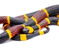 Venomous Eastern coral snake - Micrurus fulvius - close up macro of head, eye and pattern with great scale detail isolated on