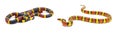 Venomous Eastern coral snake - Micrurus fulvius - On the left. Non venomous scarlet kingsnake or scarlet milk snake -