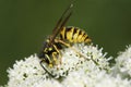 Venomous German wasp, Vespula germanica on the flower Royalty Free Stock Photo