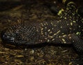 Venomous Mexican beaded lizard