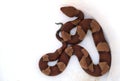 Top view of Copperhead snake pattern on white background Royalty Free Stock Photo