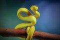 venomous pit viper snake
