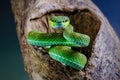 venomous pit viper snake