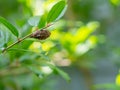 Venomous Puss Moth Caterpillar on Pomegranate Tree