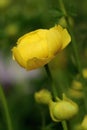 Venomous rare globeflower in spring Royalty Free Stock Photo