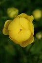 Venomous rare globeflower in spring Royalty Free Stock Photo