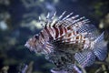 Venomous Red Lion Fish Royalty Free Stock Photo