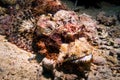 Venomous scorpion fish