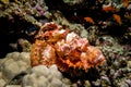 Venomous scorpion fish