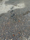 Venomous sea snakes on paved roads Royalty Free Stock Photo