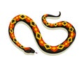 Venomous snake. Danger color animal. Poisonous reptile crawl. Decorative character, wildlife nature animal