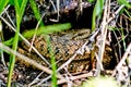 Venomous snake of dry grass and leaves.