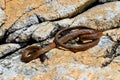 Venomous snake Gloydius ussuriensis on the stone in sunny day closeup. Nakhodka, Far East Russia.