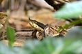 Venomous snake Hundred-pace pit viper or Chinese Moccasin Deinagkistrodon acutus.