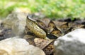 Venomous snake Hundred-pace pit viper Royalty Free Stock Photo