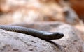 Venomous snake Inland taipan Oxyuranus microlepidotus Royalty Free Stock Photo