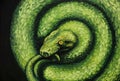 Venomous snake, oil painting, handmade