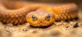 Venomous snake ready to strike in the arid desert wilderness, showing signs of aggression