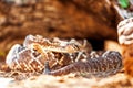 Venomous South American Rattlesnake By Rock Royalty Free Stock Photo