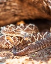 Venomous South American Rattlesnake On Sand Royalty Free Stock Photo