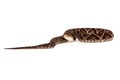 Venomous Terciopelo Pit Viper Snake Royalty Free Stock Photo