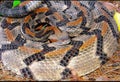Venomous timber, canebrake banded rattlesnake - Crotalus horridus atricaudatus - coiled showing black chevron pattern, distinctive