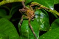 Venomous wandering spider Phoneutria fera sitting on a heliconia leaf in the amazon rainforest in the Cuyabeno National Royalty Free Stock Photo