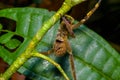 Venomous wandering spider Phoneutria fera sitting on a heliconia leaf in the amazon rainforest in the Cuyabeno National Royalty Free Stock Photo