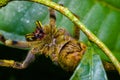 Venomous wandering spider Phoneutria fera sitting on a heliconia leaf in the amazon rainforest in the Cuyabeno National Royalty Free Stock Photo