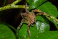 Venomous wandering spider Phoneutria fera sitting on a heliconia leaf in the amazon rainforest in the Cuyabeno National Royalty Free Stock Photo