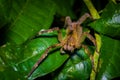 Venomous wandering spider Phoneutria fera sitting on a heliconia leaf in the amazon rainforest in the Cuyabeno National