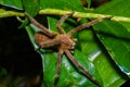 Venomous wandering spider Phoneutria fera sitting on a heliconia leaf in the amazon rainforest in the Cuyabeno National Royalty Free Stock Photo