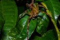 Venomous wandering spider Phoneutria fera sitting on a heliconia leaf in the amazon rainforest in the Cuyabeno National Royalty Free Stock Photo