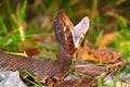 Venomous Water Moccasin Snake