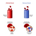 Venous and arterial blood. difference