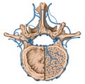 Venous plexuses of the vertebral canal