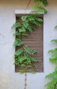 Ventilation wooden window covered with ivy