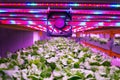 Ventilator and special LED lights belts above lettuce in aquaponics system combining fish aquaculture with hydroponics