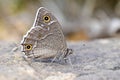Hipparchia parisatis , the white-edged rock brown butterfly Royalty Free Stock Photo