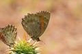 The Iranian Argus butterfly , Kirinia climene , butterflies of Iran