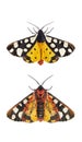 Ventral and dorsal side of a Cream-spot tiger moth wings open, Arctia villica, Erebidae family, isolated on white