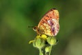 Brenthis ino , The Lesser marbled fritillary butterfly , butterflies of Iran