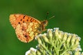 Brenthis ino , The Lesser marbled fritillary butterfly , butterflies of Iran