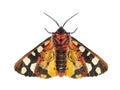 Ventral side of a Cream-spot tiger moth, Arctia villica, Erebidae family, isolated on white Royalty Free Stock Photo