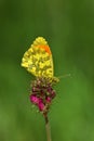 Anthocharis damone or The eastern orange tip butterfly